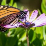 «También las mariposas»…