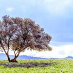 Testimonio De tormentas, árboles y raíces…